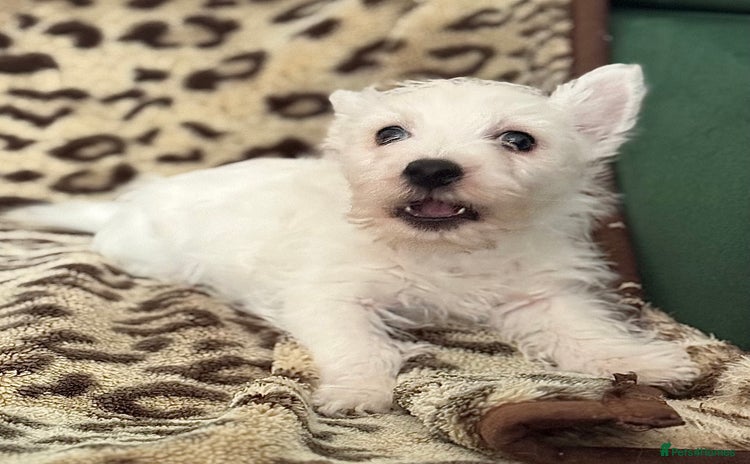 West Highland Terrier dogs - Advert 1