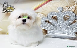 Maltese dogs for sale: Emperatrice Maltese-Korean Line Show Maltese KC Re - Advert 25
