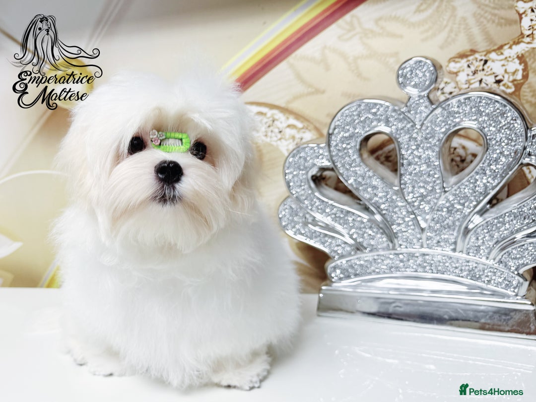 Maltese dogs for sale: Emperatrice Maltese-Korean Line Show Maltese KC Re - Advert 25