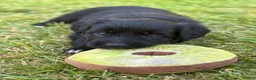 Bordoodle dogs for sale: Bordoodle Puppies ⭐ - Advert 13