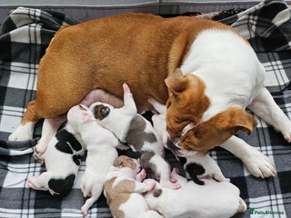 Mixed Breed dogs English Bulldog Staffordshire Bull hybrid - Advert 3