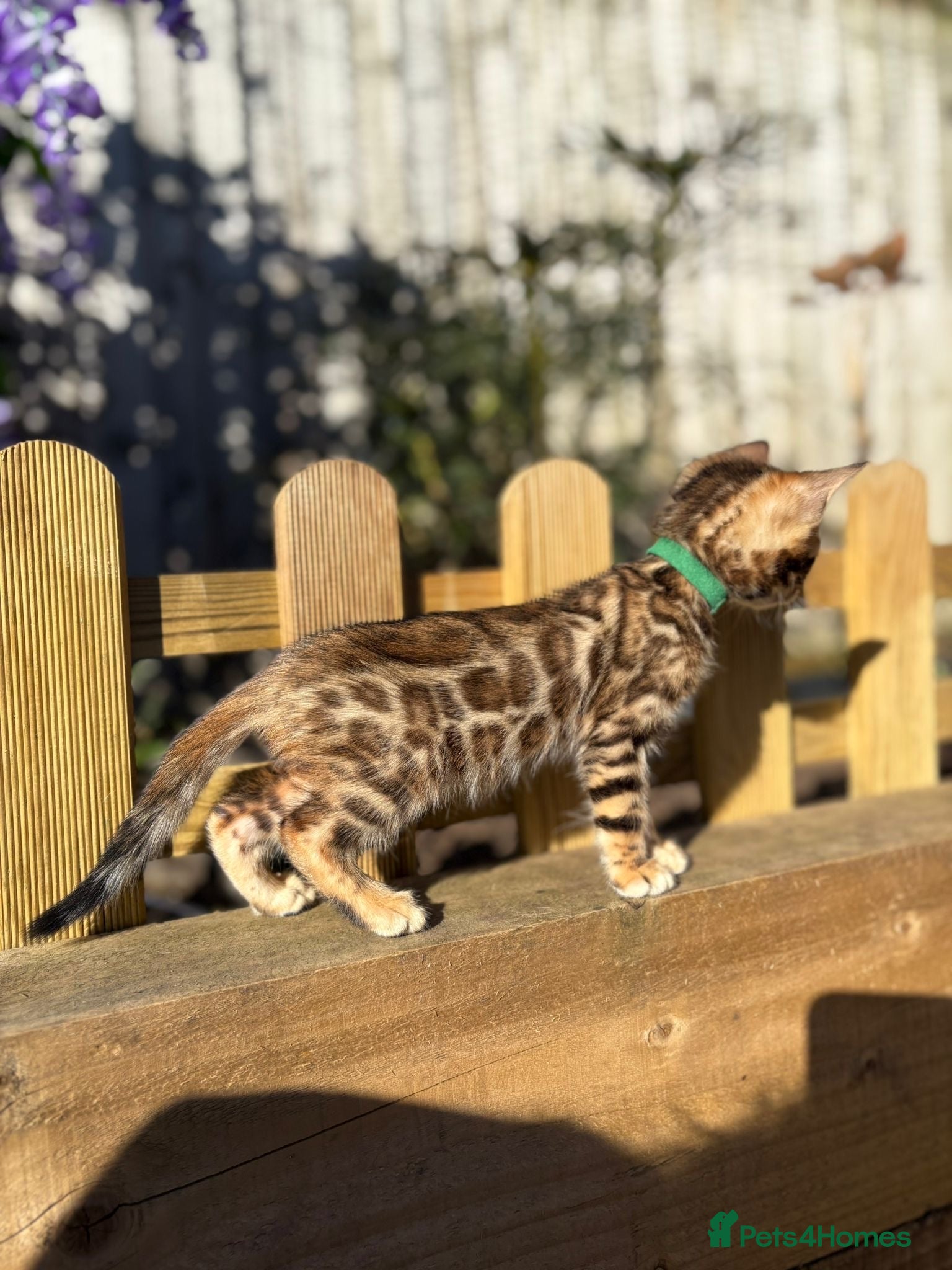 Bengal cats TICA BENGAL KITTENS FOR SALE - READY 23/04/26 - Advert 6