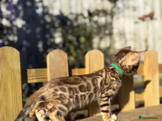 Bengal cats TICA BENGAL KITTENS FOR SALE - READY 23/04/26 - Advert 3