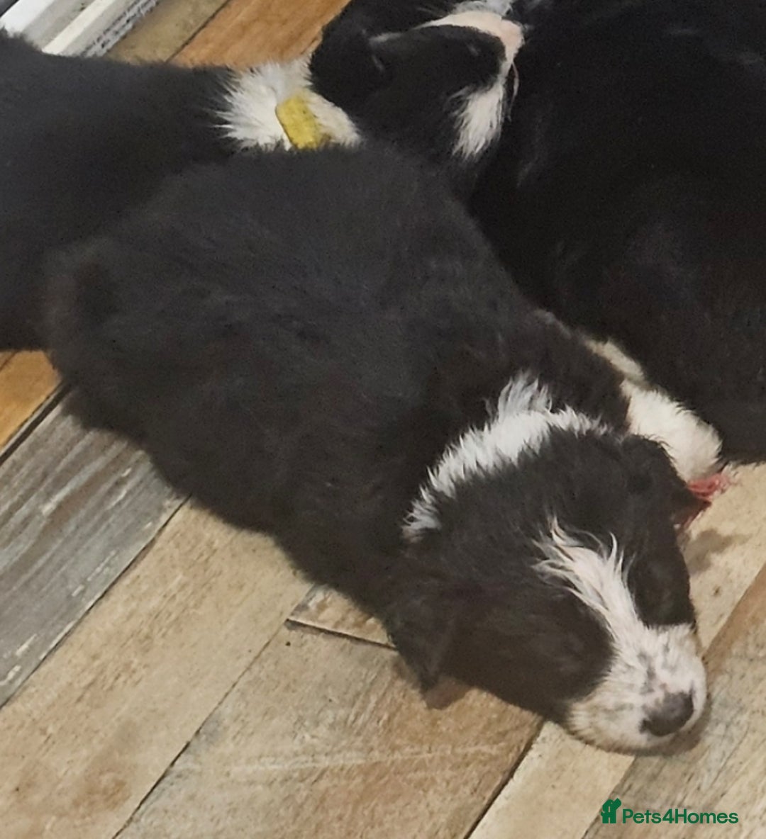 Border Collie dogs for sale: Ready NOW - One Border Collie Pup Left - Advert 34