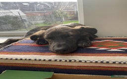 Mixed Breed dogs for adoption: Holly needs a perfect home for Christmas - Image 9