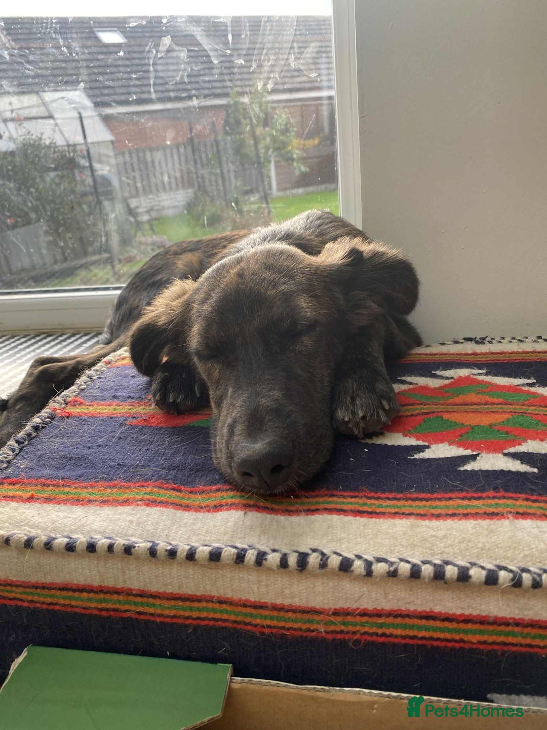 Mixed Breed dogs for adoption: Holly needs a perfect home for Christmas - Image 9