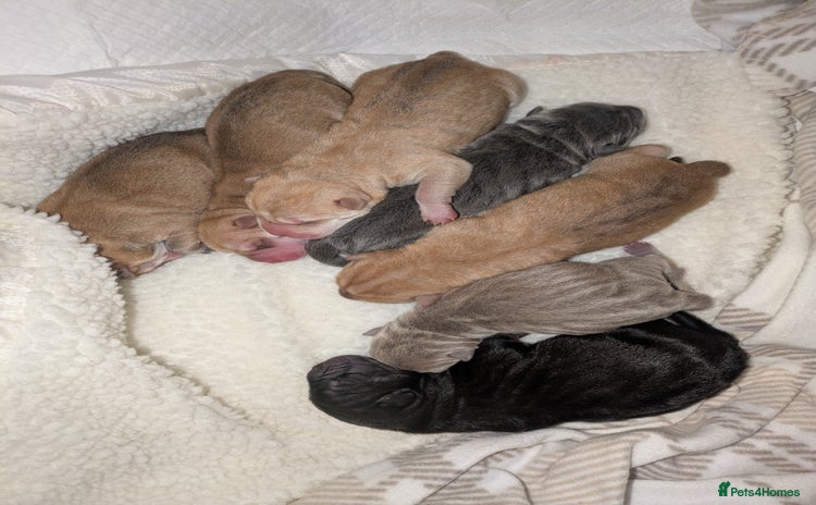 Shar Pei dogs Shar Pei Puppies - Ready 23rd December - Advert 2