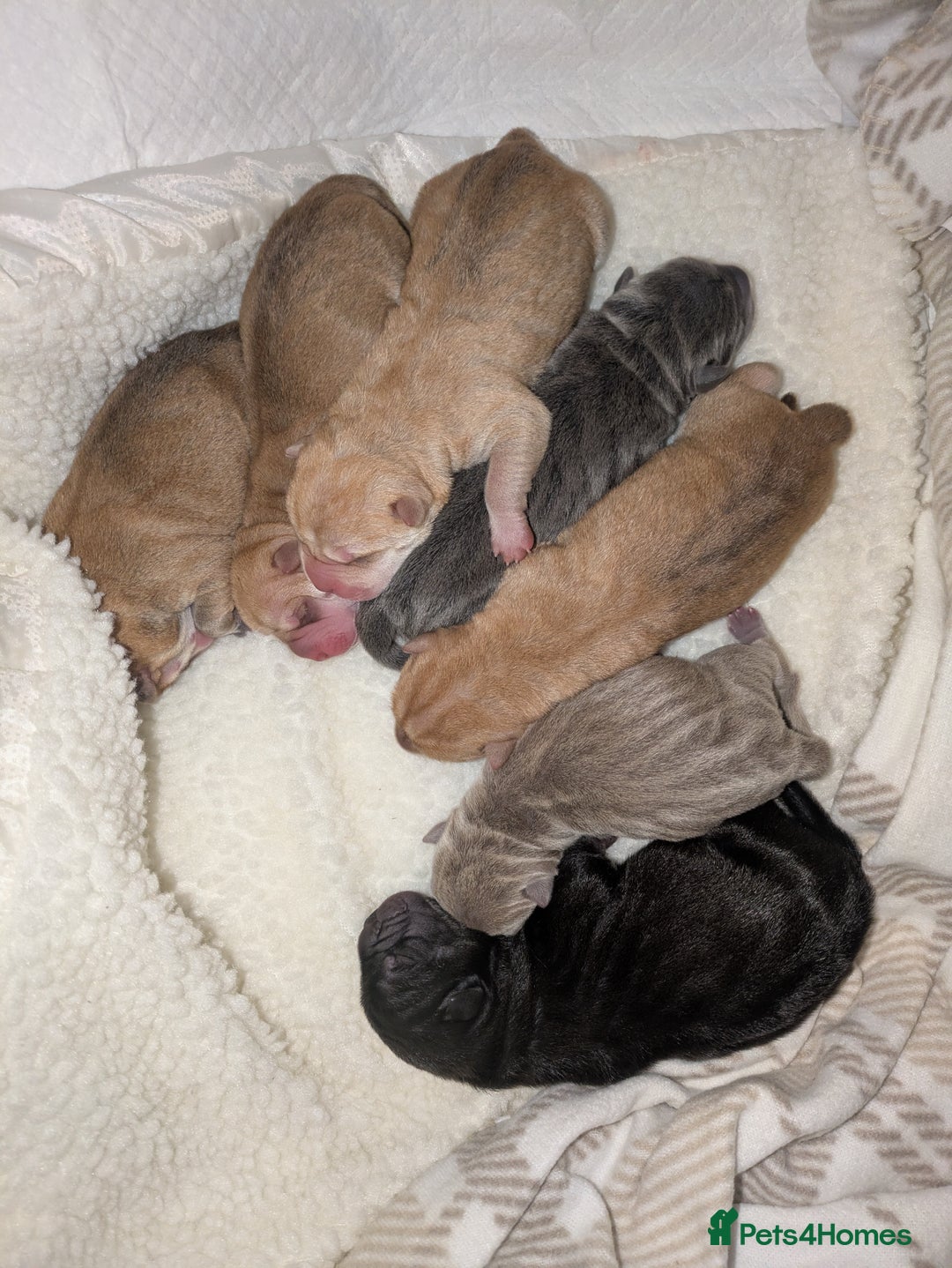 Shar Pei dogs for sale: Shar Pei Puppies - Ready 23rd December - Image 18