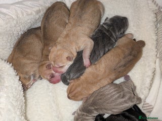 Shar Pei dogs Shar Pei Puppies - Ready 23rd December - Advert 3