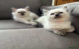 Ragdoll cats for sale: 😻 5 Beautiful Purebred Ragdoll Kittens 😻 - Image 21
