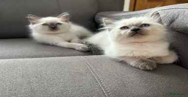 Ragdoll cats - Advert 12