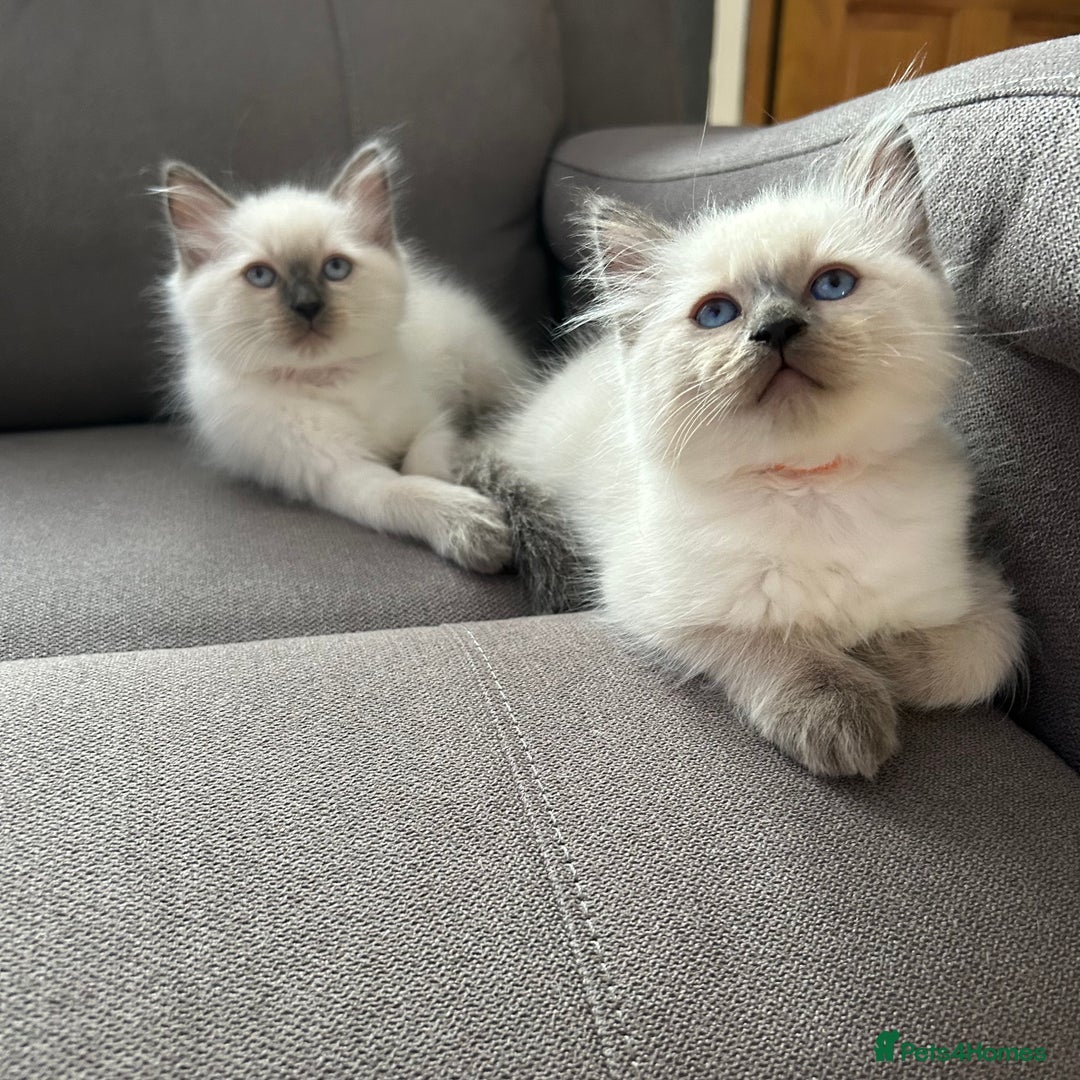Ragdoll cats for sale: 😻 5 Beautiful Purebred Ragdoll Kittens 😻 - Image 21