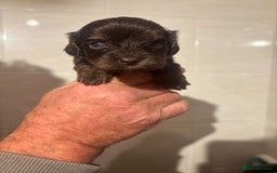 Cockapoo dogs for sale: Chocolate 4 weeks Cokapoo puppies  - Image 7