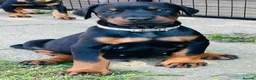 Dobermann dogs for sale: KC registered exclusive Dobermann puppies  - Advert 12
