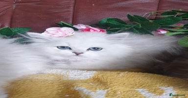 Persian cats - Advert 5