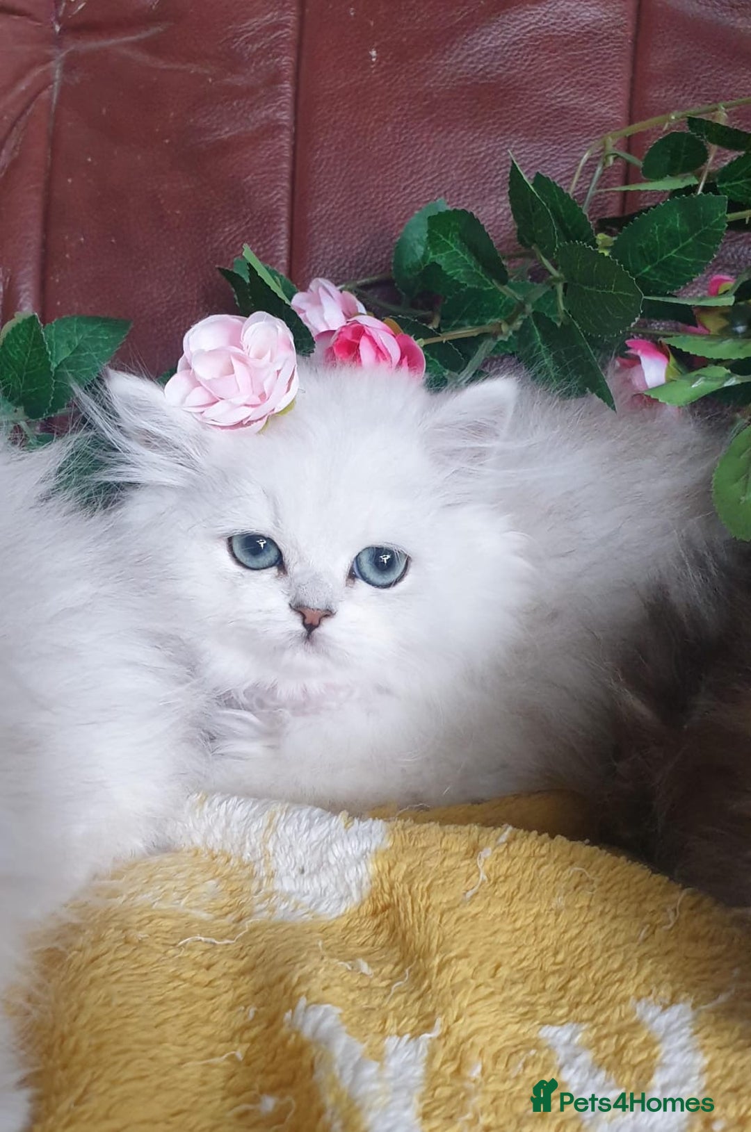 Persian cats for sale: 🌟Beautiful Pedigree Chinchilla Persian Kitten🌟 - Image 2