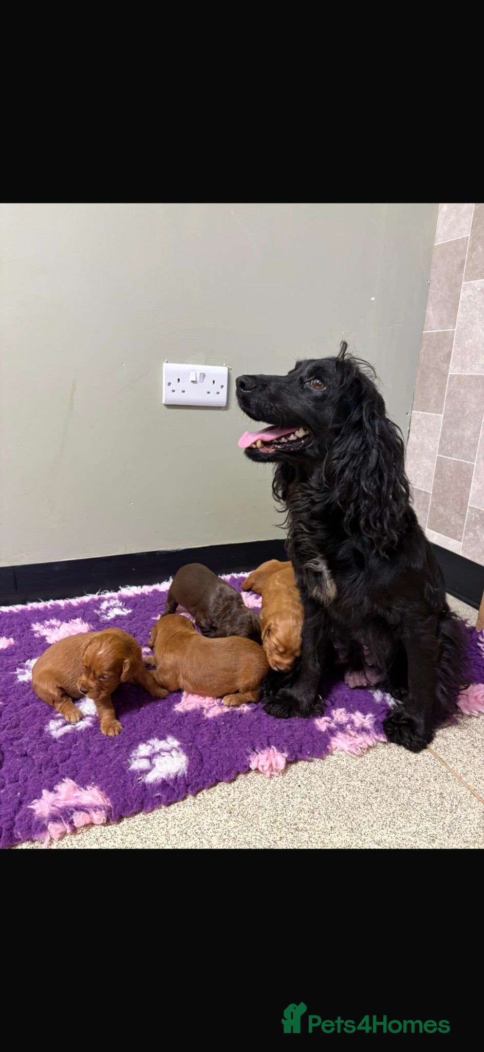 Cocker Spaniel dogs 5stunning kc registered puppies🩵 - Advert 2