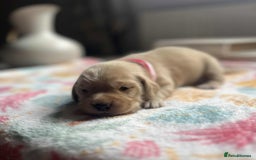 Labradoodle dogs for sale: Miniature Labradoodles  - Image 5