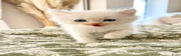 Ragdoll cats for sale: 3/4 Ragdoll Kittens - all long haired beauties  - Advert 3