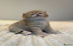 British Shorthair cats for sale: TICA Reg Beautiful Golden & Golden Tabby Bsh  - Image 17