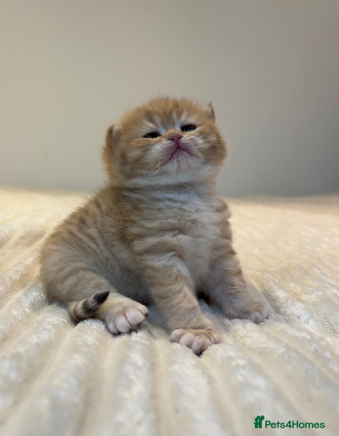 British Shorthair cats for sale: TICA Reg Beautiful Golden & Golden Tabby Bsh  - Image 17
