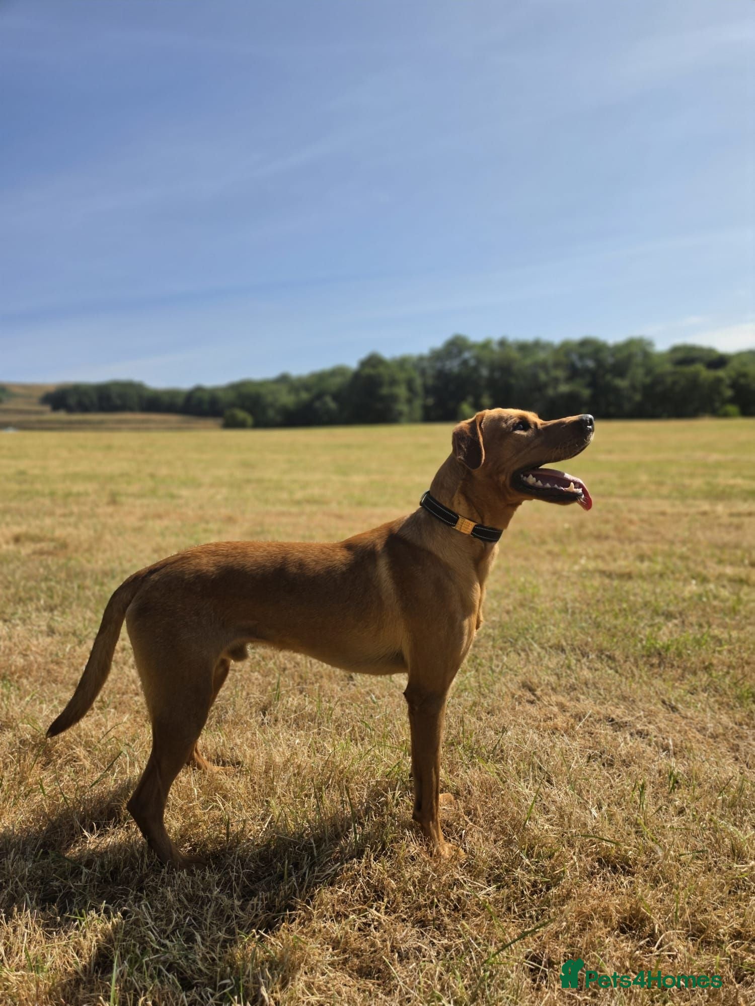 Labrador Retriever dogs FOX RED LABRADOR- Urgent loving home needed - Advert 1