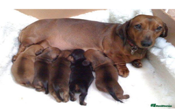 Miniature Dachshund dogs for sale: Female pup available bow - Image 5