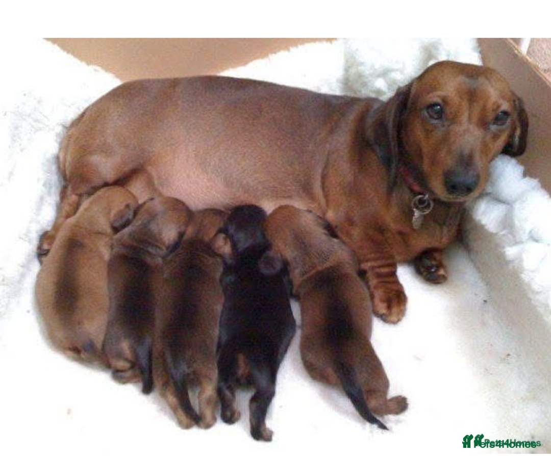 Miniature Dachshund dogs for sale: Female pup available bow - Image 5