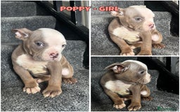 Olde English Bulldogge dogs for sale: 2 LEFT Olde English bulldog pups { READY TO LEAVE} - Image 22