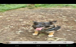 German Shepherd dogs for sale: German shepherd  - Image 2