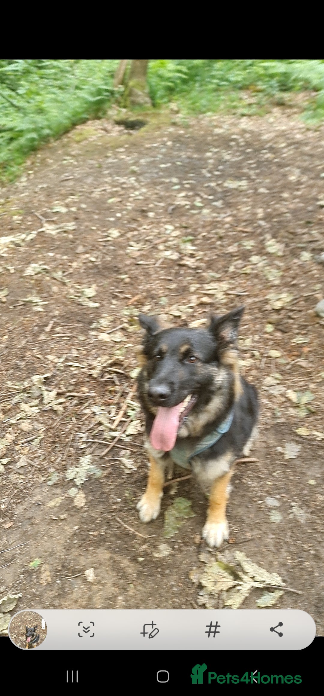 German Shepherd dogs for sale: German shepherd  - Image 2