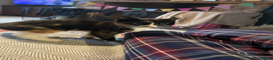 Mixed Breed Kitten 4