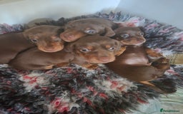 Miniature Dachshund dogs for sale: Minature smooth haired Dachshunds - Image 3