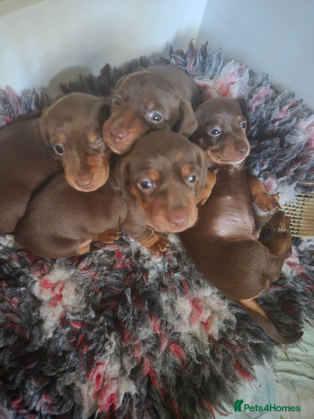 Miniature Dachshund dogs for sale: Minature smooth haired Dachshunds - Image 3