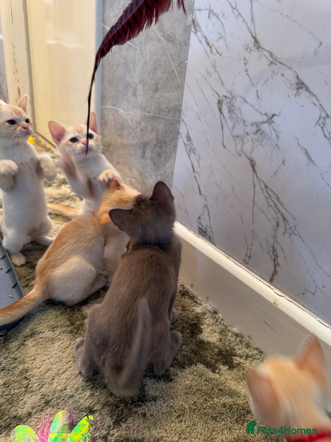 Burmese cats for sale: Burmese Kittens For Sale - Advert 16