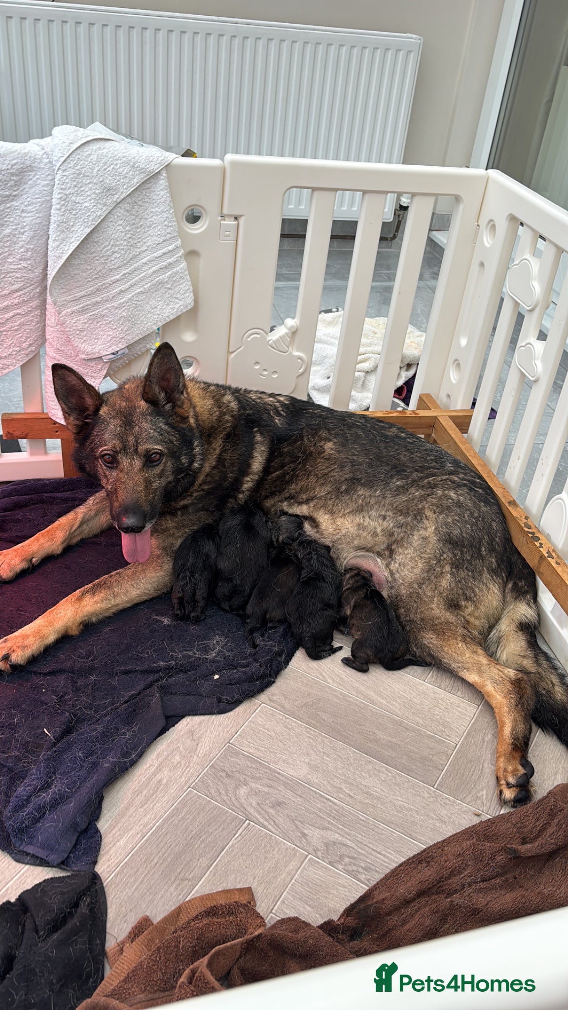 German Shepherd dogs KC Czech working line German shepherd puppies  - Advert 2