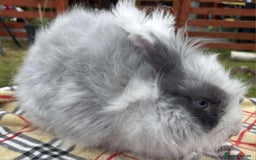 Angora rabbits for sale: Pair angora rabbits - Image 3