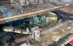 Python Snake reptiles for sale: Adult male enchi morph python with full set up - Image 13