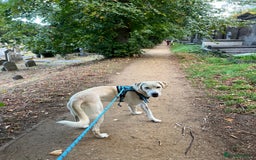 Labrador Retriever dogs for sale: Labrador Looking for His Forever Home - Image 7