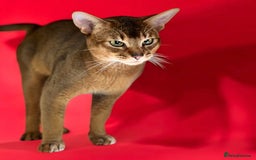 Abyssinian cats for sale: GCCF registered beautiful Abyssinian kittens  - Image 16