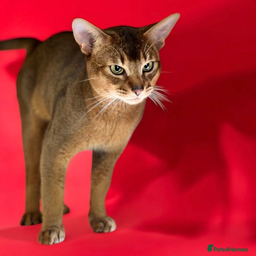 Abyssinian cats for sale: GCCF registered beautiful Abyssinian kittens  - Image 16