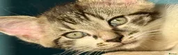 Mixed Breed cats for sale: Tabby Boy kitten Maine Coon/Siamese Mix - Advert 7
