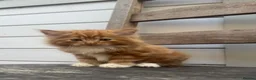 Mixed Breed cats for sale: Adorable ginger kitten for sale  - Advert 7