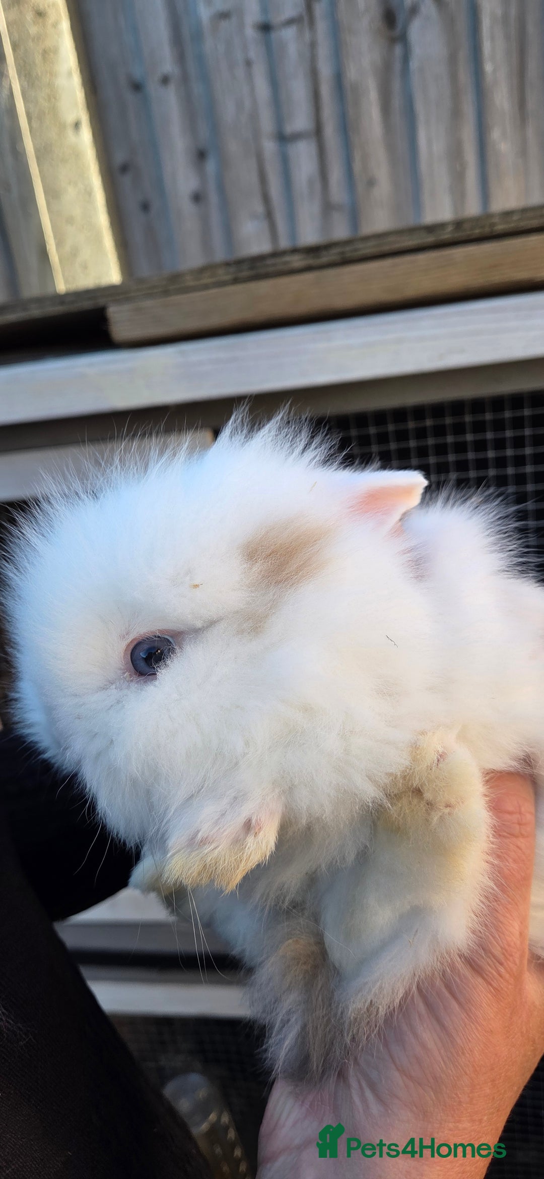 Lionhead rabbits for sale: Three beautiful purebred lion head babies  - Image 8