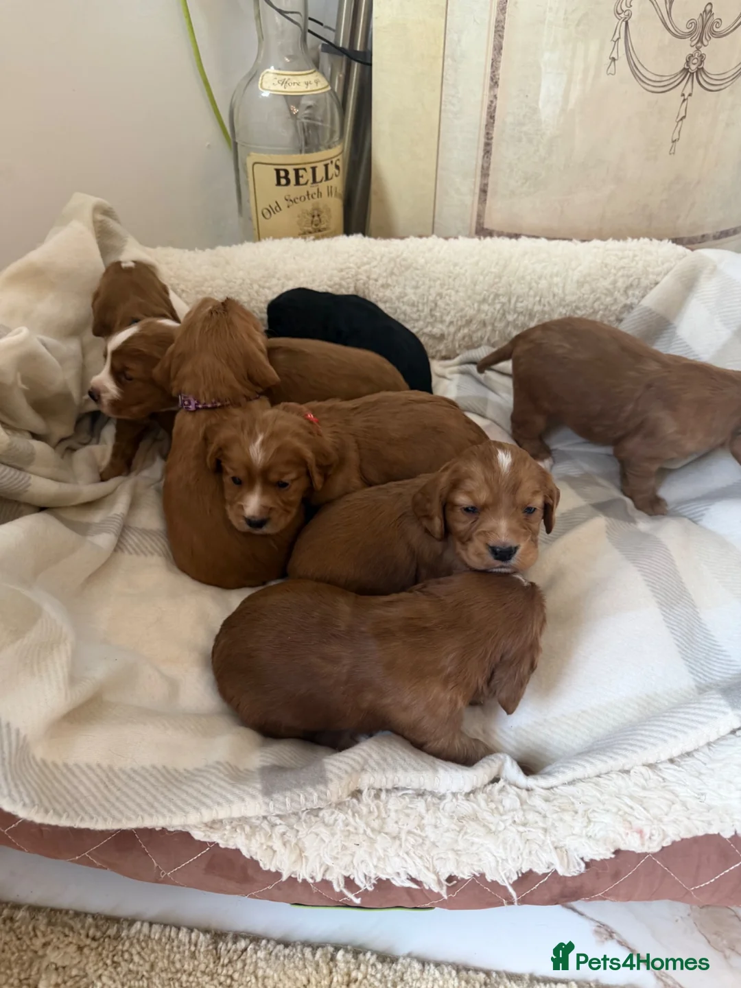 Cocker Spaniel dogs for sale: K C Cocker spaniel - Advert 2