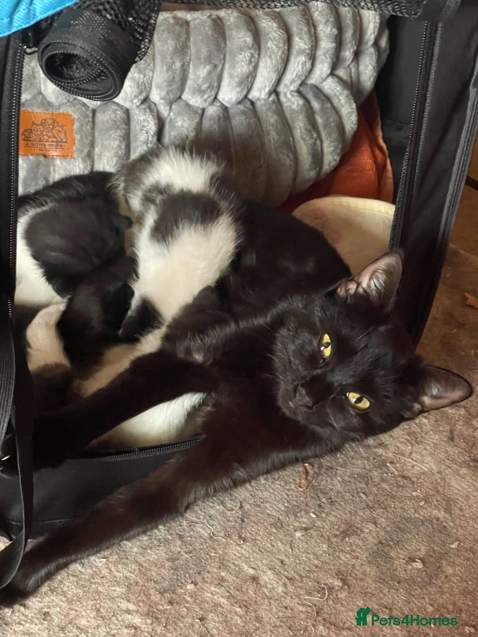 Mixed Breed cats Adorable kitten looking for new loving home - Advert 1