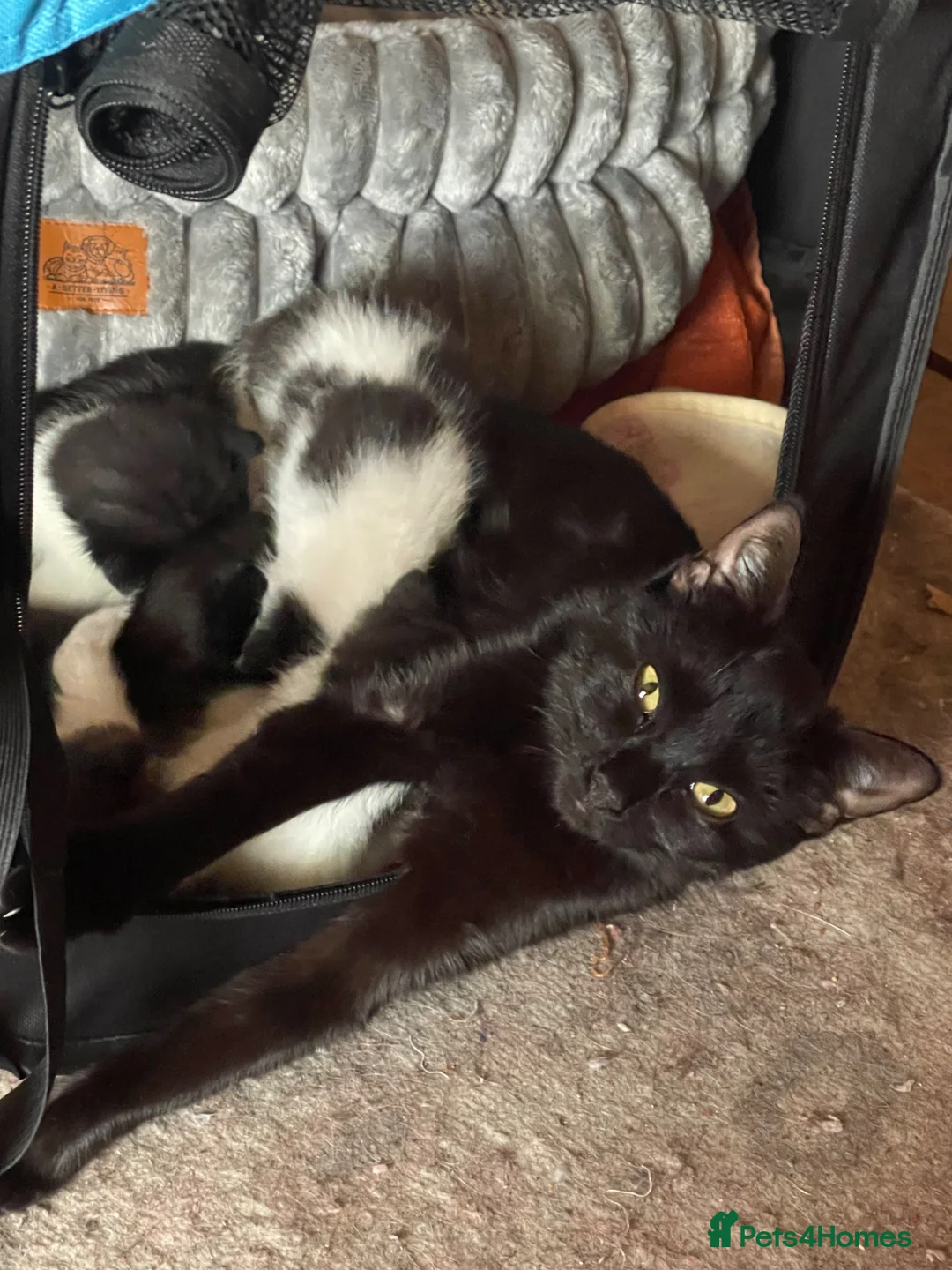 Mixed Breed cats for sale: Adorable kitten looking for new loving home - Advert 1