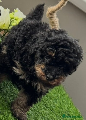Toy Poodle dogs 5 🌟 Toy Poodle from Kc Pedigree Parents.  - Advert 7