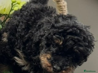 Toy Poodle dogs 5 🌟 Toy Poodle from Kc Pedigree Parents. - Advert 1