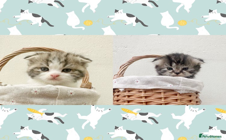 Scottish Fold cats - Advert 6